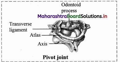 Maharashtra-Board-Class-11-Biology-Solutions-Chapter-16-Skeleton-and-Movement-40