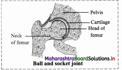 Maharashtra-Board-Class-11-Biology-Solutions-Chapter-16-Skeleton-and-Movement-41