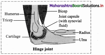 Maharashtra-Board-Class-11-Biology-Solutions-Chapter-16-Skeleton-and-Movement-42