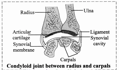 Maharashtra-Board-Class-11-Biology-Solutions-Chapter-16-Skeleton-and-Movement-43