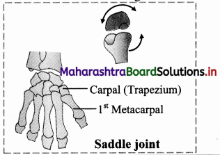 Maharashtra-Board-Class-11-Biology-Solutions-Chapter-16-Skeleton-and-Movement-44