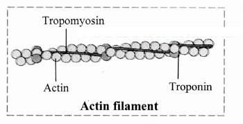Maharashtra-Board-Class-11-Biology-Solutions-Chapter-16-Skeleton-and-Movement-8