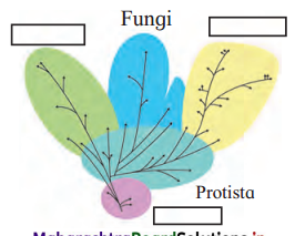 Maharashtra-Board-Class-11-Biology-Solutions-Chapter-2-Systematics-of-Living-Organisms-1