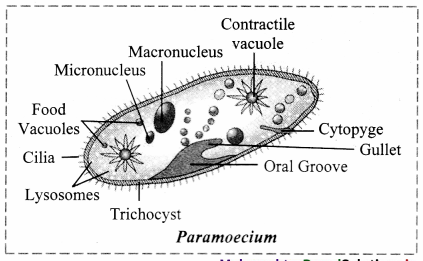 Maharashtra-Board-Class-11-Biology-Solutions-Chapter-2-Systematics-of-Living-Organisms-10