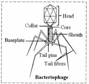 Maharashtra-Board-Class-11-Biology-Solutions-Chapter-2-Systematics-of-Living-Organisms-11