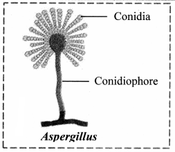 Maharashtra-Board-Class-11-Biology-Solutions-Chapter-2-Systematics-of-Living-Organisms-12