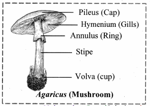 Maharashtra-Board-Class-11-Biology-Solutions-Chapter-2-Systematics-of-Living-Organisms-13