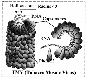 Maharashtra-Board-Class-11-Biology-Solutions-Chapter-2-Systematics-of-Living-Organisms-2.1