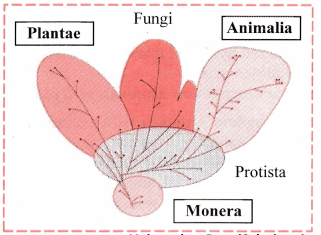 Maharashtra-Board-Class-11-Biology-Solutions-Chapter-2-Systematics-of-Living-Organisms-2