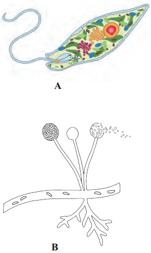 Maharashtra-Board-Class-11-Biology-Solutions-Chapter-2-Systematics-of-Living-Organisms-5