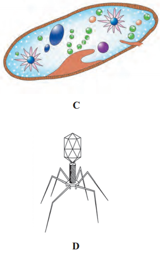 Maharashtra-Board-Class-11-Biology-Solutions-Chapter-2-Systematics-of-Living-Organisms-6