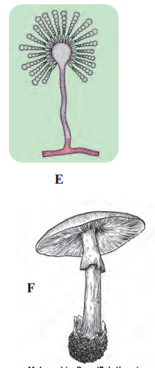 Maharashtra-Board-Class-11-Biology-Solutions-Chapter-2-Systematics-of-Living-Organisms-7