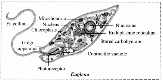 Maharashtra-Board-Class-11-Biology-Solutions-Chapter-2-Systematics-of-Living-Organisms-8