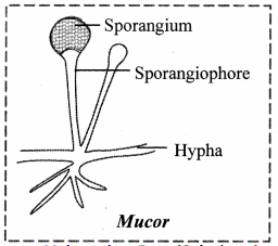 Maharashtra-Board-Class-11-Biology-Solutions-Chapter-2-Systematics-of-Living-Organisms-9