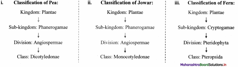 Maharashtra-Board-Class-11-Biology-Solutions-Chapter-3-Kingdom-Plantae-1