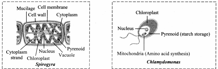 Maharashtra-Board-Class-11-Biology-Solutions-Chapter-3-Kingdom-Plantae-2
