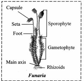Maharashtra-Board-Class-11-Biology-Solutions-Chapter-3-Kingdom-Plantae-3