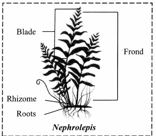 Maharashtra-Board-Class-11-Biology-Solutions-Chapter-3-Kingdom-Plantae-4