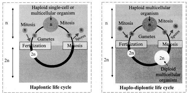 Maharashtra-Board-Class-11-Biology-Solutions-Chapter-3-Kingdom-Plantae-5