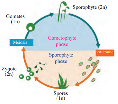 Maharashtra-Board-Class-11-Biology-Solutions-Chapter-3-Kingdom-Plantae-6