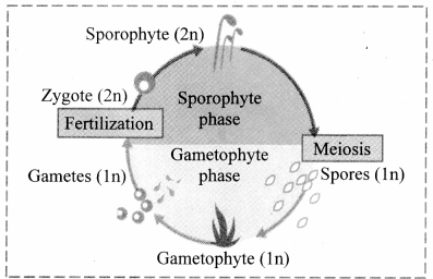 Maharashtra-Board-Class-11-Biology-Solutions-Chapter-3-Kingdom-Plantae-7