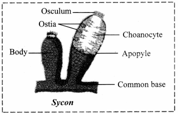 Maharashtra-Board-Class-11-Biology-Solutions-Chapter-4-Kingdom-Animalia-1