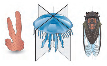 Maharashtra-Board-Class-11-Biology-Solutions-Chapter-4-Kingdom-Animalia-16