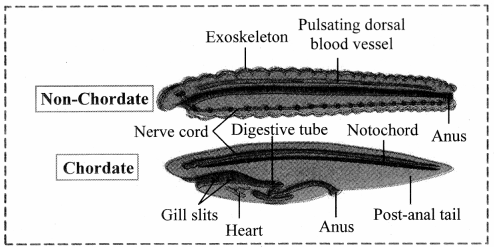Maharashtra-Board-Class-11-Biology-Solutions-Chapter-4-Kingdom-Animalia-17