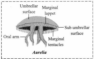 Maharashtra-Board-Class-11-Biology-Solutions-Chapter-4-Kingdom-Animalia-2
