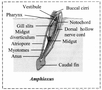 Maharashtra-Board-Class-11-Biology-Solutions-Chapter-4-Kingdom-Animalia-3