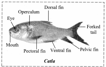 Maharashtra-Board-Class-11-Biology-Solutions-Chapter-4-Kingdom-Animalia-4