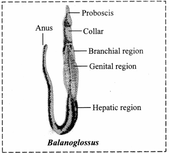 Maharashtra-Board-Class-11-Biology-Solutions-Chapter-4-Kingdom-Animalia-5