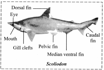 Maharashtra-Board-Class-11-Biology-Solutions-Chapter-4-Kingdom-Animalia-6