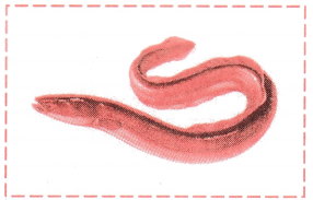 Maharashtra-Board-Class-11-Biology-Solutions-Chapter-4-Kingdom-Animalia-8