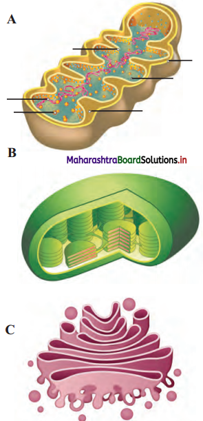 Maharashtra-Board-Class-11-Biology-Solutions-Chapter-5-Cell-Structure-and-Organization-1