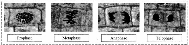 Maharashtra-Board-Class-11-Biology-Solutions-Chapter-5-Cell-Structure-and-Organization-10