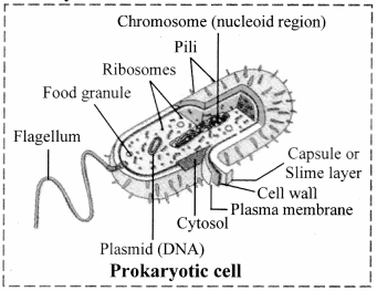 Maharashtra-Board-Class-11-Biology-Solutions-Chapter-5-Cell-Structure-and-Organization-11