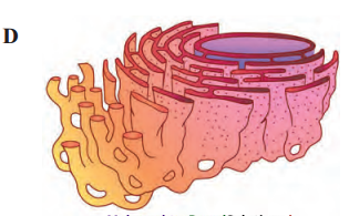 Maharashtra-Board-Class-11-Biology-Solutions-Chapter-5-Cell-Structure-and-Organization-2