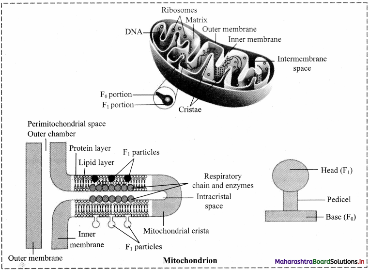 Maharashtra-Board-Class-11-Biology-Solutions-Chapter-5-Cell-Structure-and-Organization-3