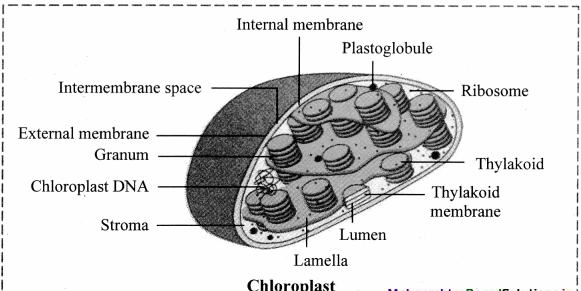 Maharashtra-Board-Class-11-Biology-Solutions-Chapter-5-Cell-Structure-and-Organization-4
