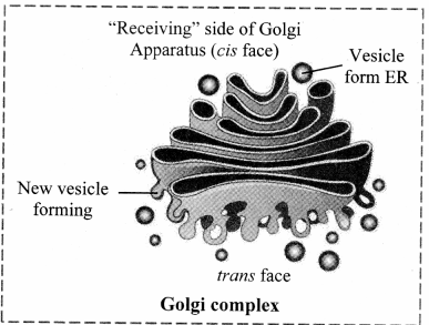 Maharashtra-Board-Class-11-Biology-Solutions-Chapter-5-Cell-Structure-and-Organization-5