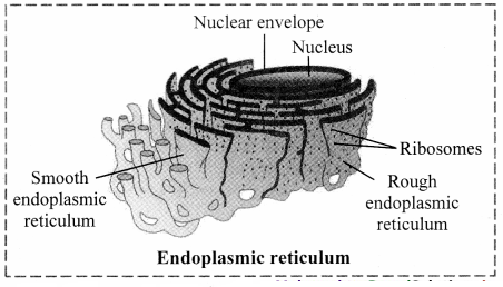 Maharashtra-Board-Class-11-Biology-Solutions-Chapter-5-Cell-Structure-and-Organization-6