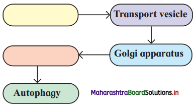 Maharashtra-Board-Class-11-Biology-Solutions-Chapter-5-Cell-Structure-and-Organization-7