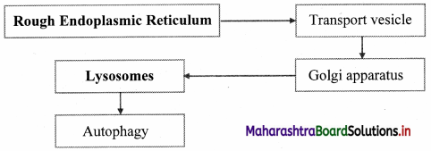 Maharashtra-Board-Class-11-Biology-Solutions-Chapter-5-Cell-Structure-and-Organization-8