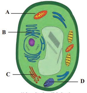 Maharashtra-Board-Class-11-Biology-Solutions-Chapter-5-Cell-Structure-and-Organization-9
