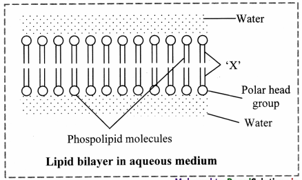 Maharashtra-Board-Class-11-Biology-Solutions-Chapter-6-Biomolecules-1