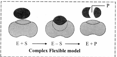 Maharashtra-Board-Class-11-Biology-Solutions-Chapter-6-Biomolecules-10