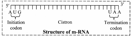 Maharashtra-Board-Class-11-Biology-Solutions-Chapter-6-Biomolecules-15