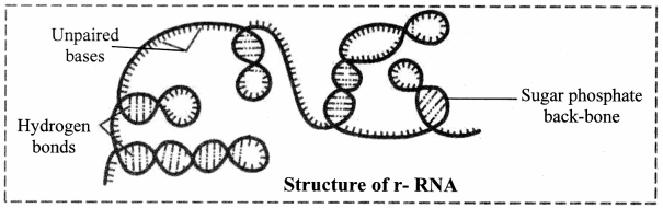 Maharashtra-Board-Class-11-Biology-Solutions-Chapter-6-Biomolecules-16