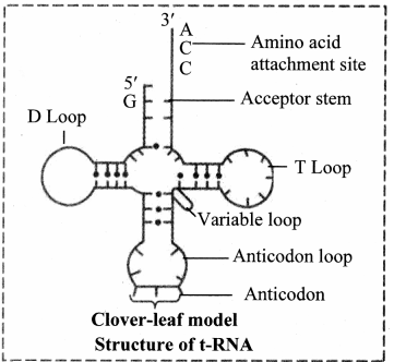Maharashtra-Board-Class-11-Biology-Solutions-Chapter-6-Biomolecules-17
